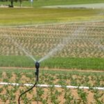 Smart Irrigation in Kenya: A Game-Changer for Smallholders