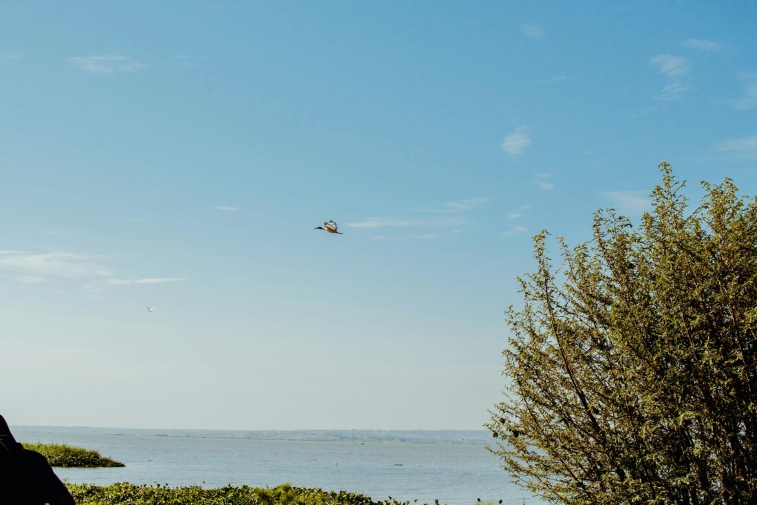 Lake Victoria Basin Projects: Multi-country Water Management