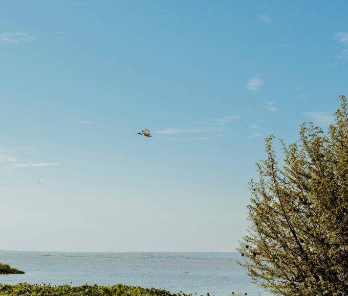 Lake Victoria Basin Projects: Multi-country Water Management