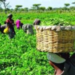 AFRICA’S MEGA AGRICULTURE PROJECTS SIGNAL A NEW ERA FOR FOOD SECURITY