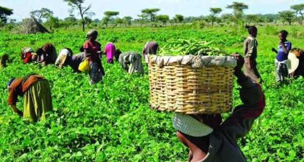 AFRICA’S MEGA AGRICULTURE PROJECTS SIGNAL A NEW ERA FOR FOOD SECURITY